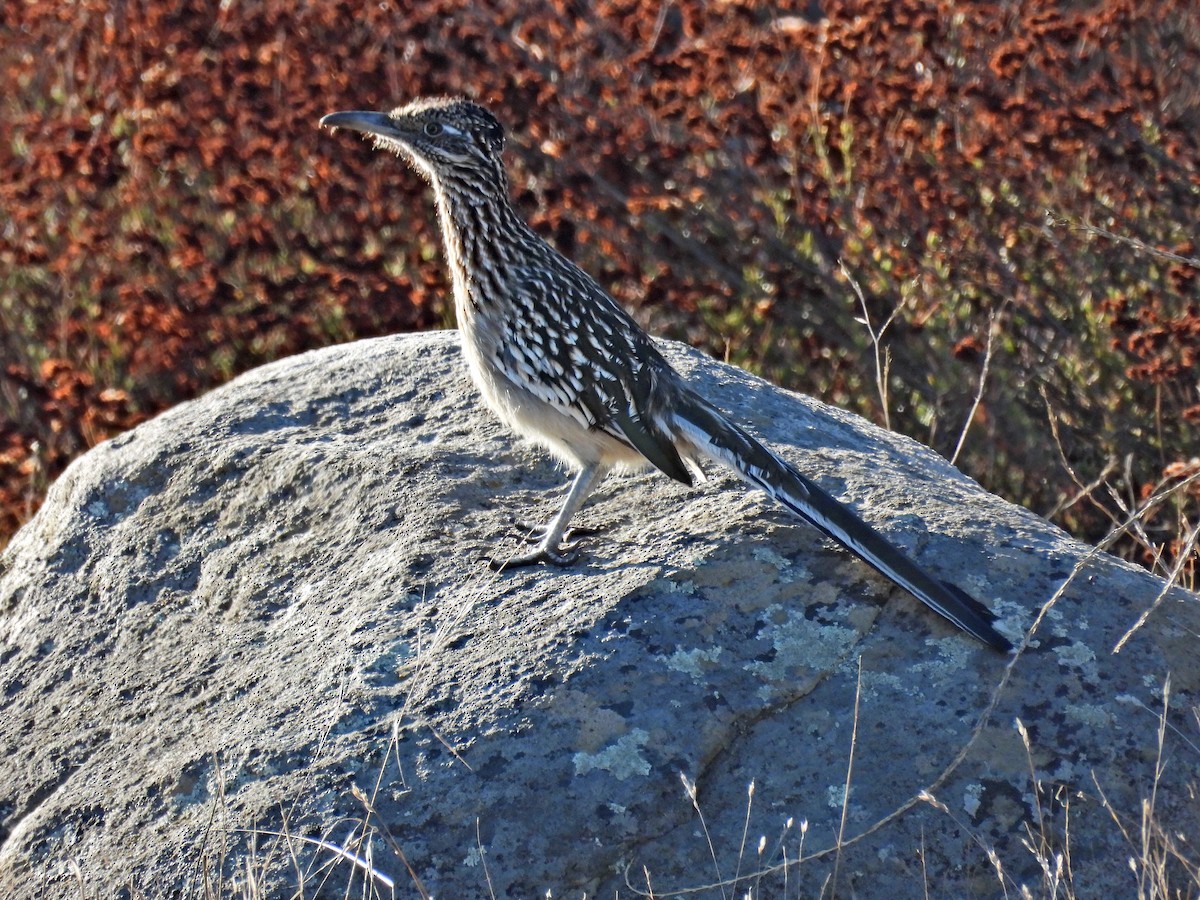 Greater Roadrunner - ML643679427