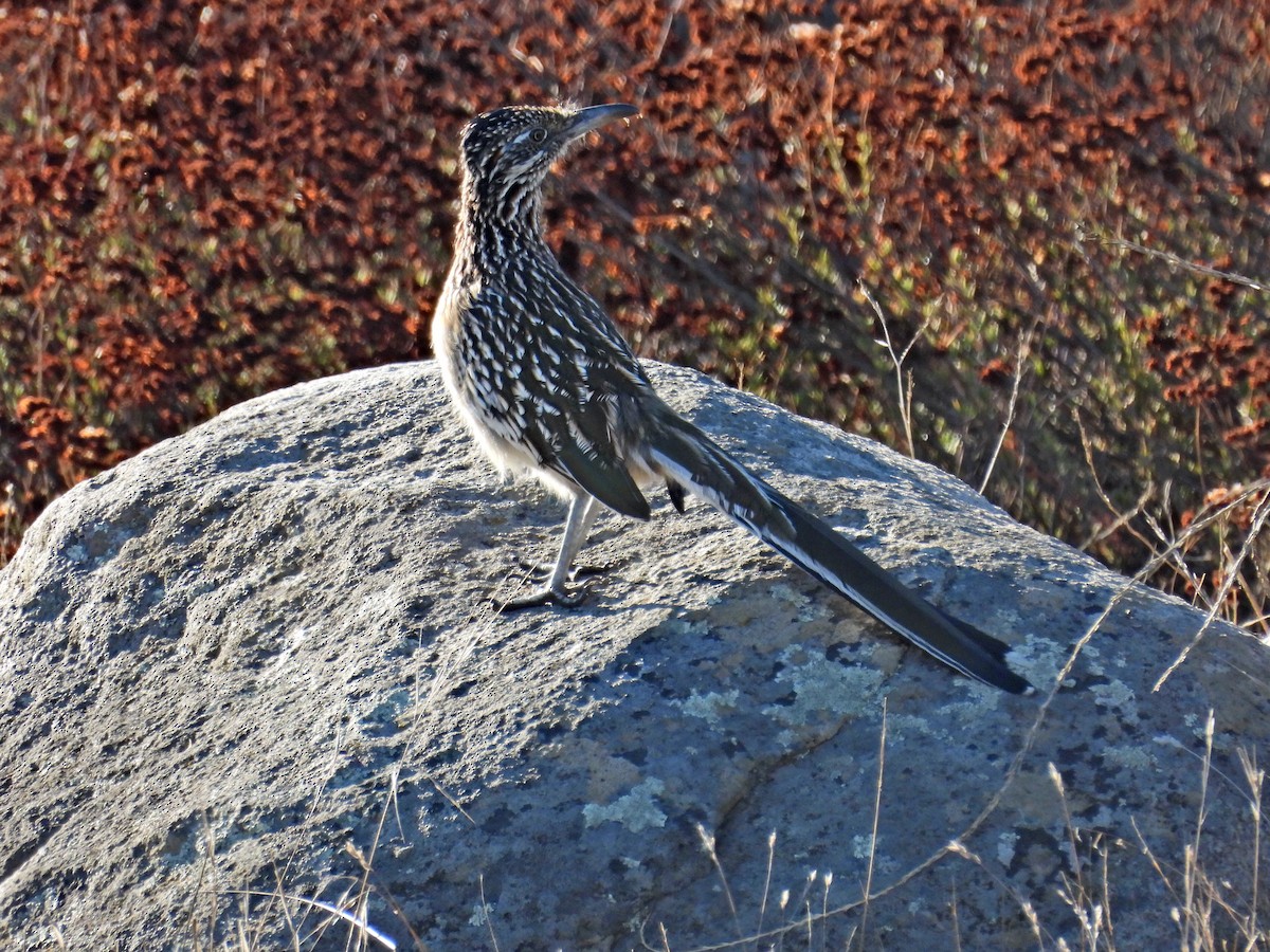 Greater Roadrunner - ML643679428