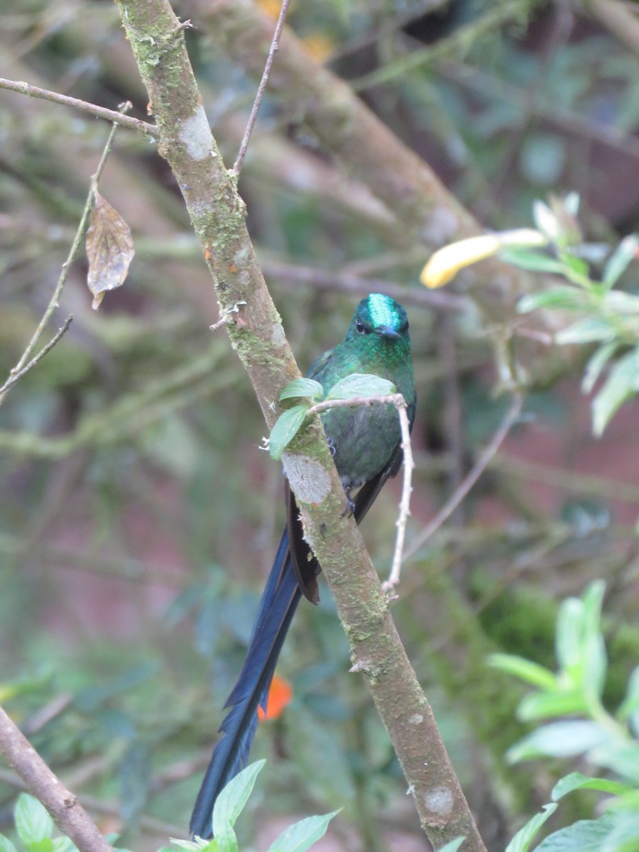 Long-tailed Sylph - ML643679433