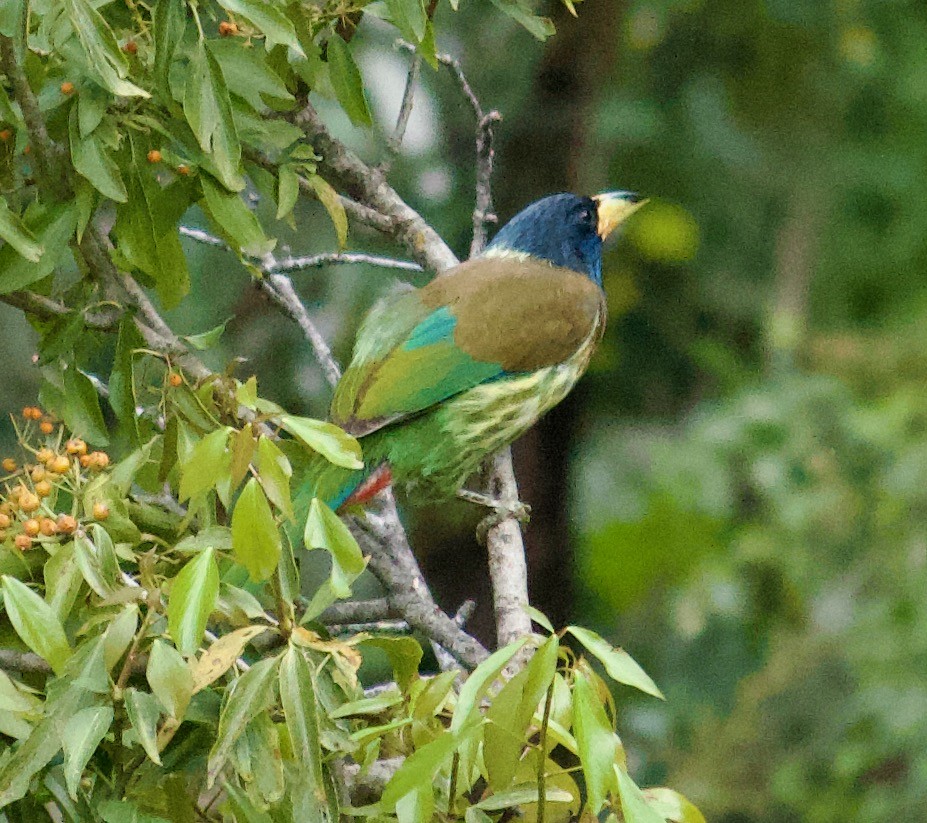 Great Barbet - ML643679436