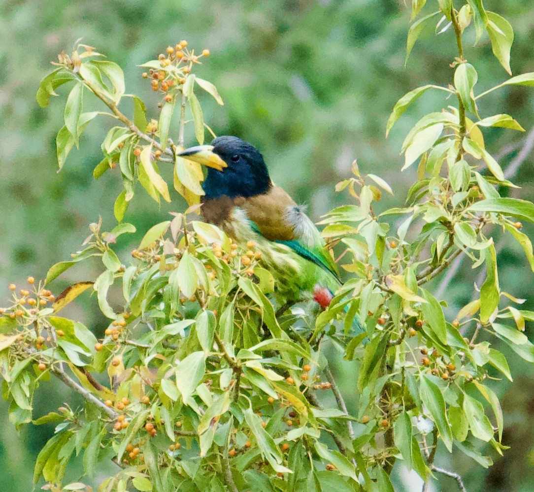 Great Barbet - ML643679437