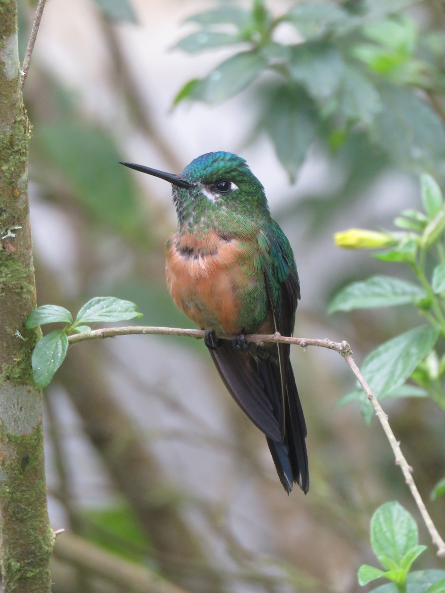 Long-tailed Sylph - ML643679439