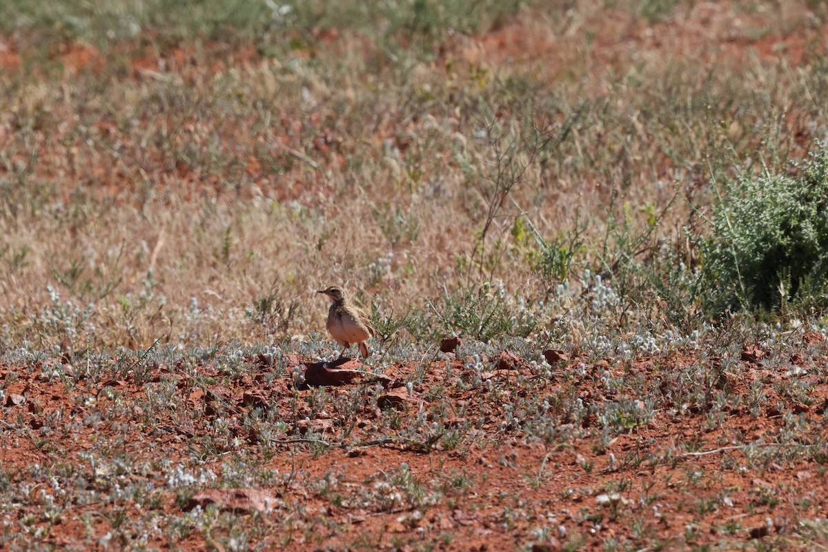 Australian Pipit - ML643679440