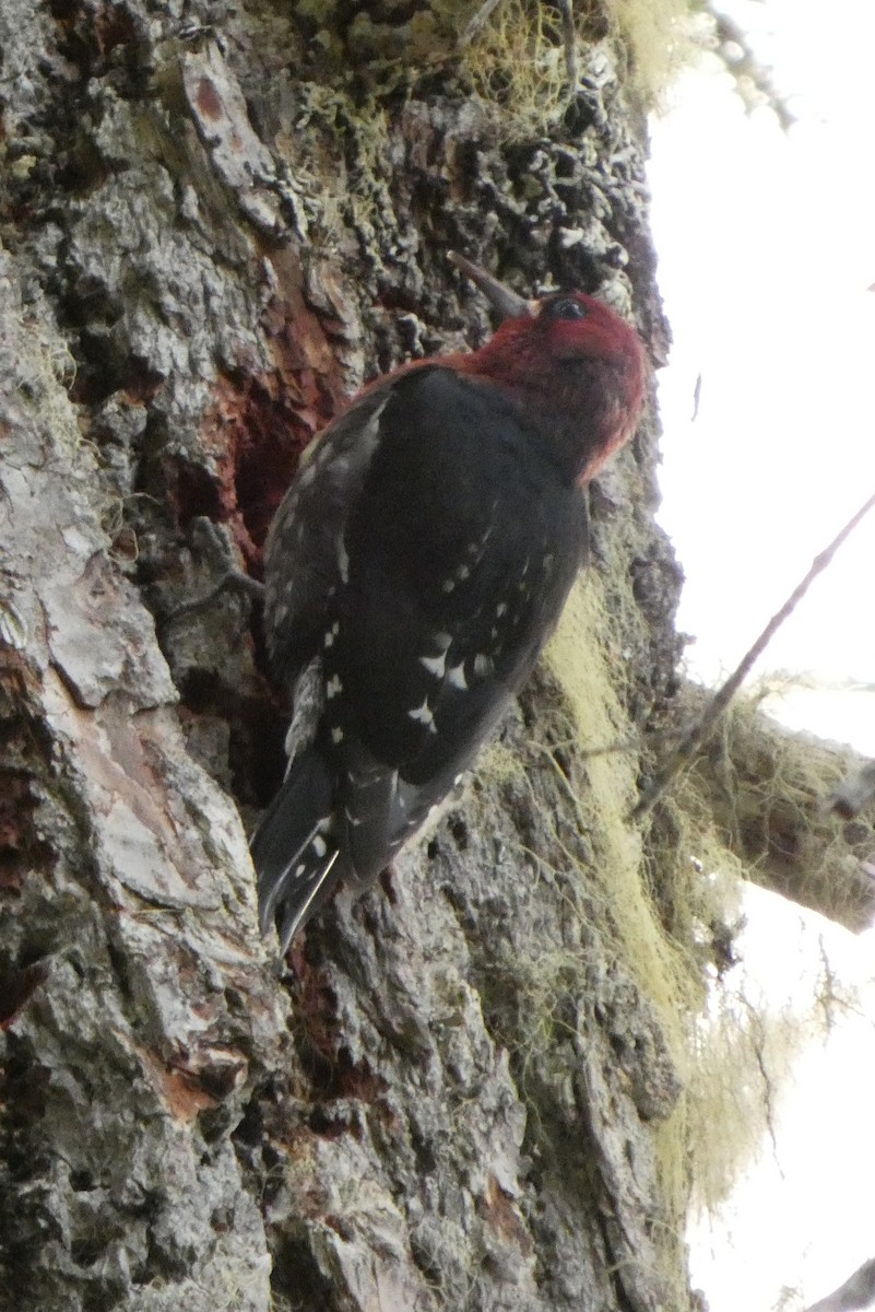 Red-breasted Sapsucker - ML643679447