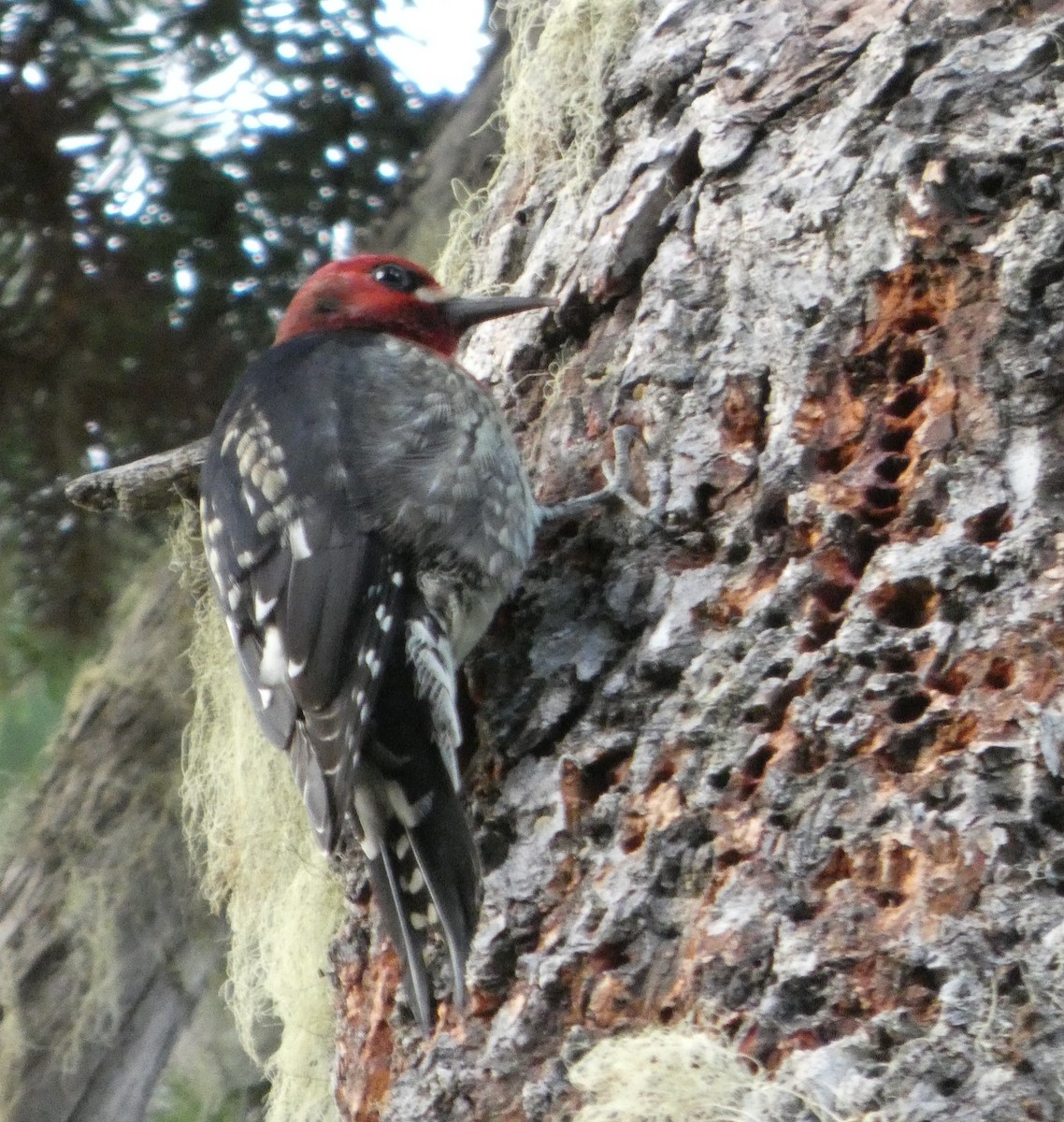 Red-breasted Sapsucker - ML643679448