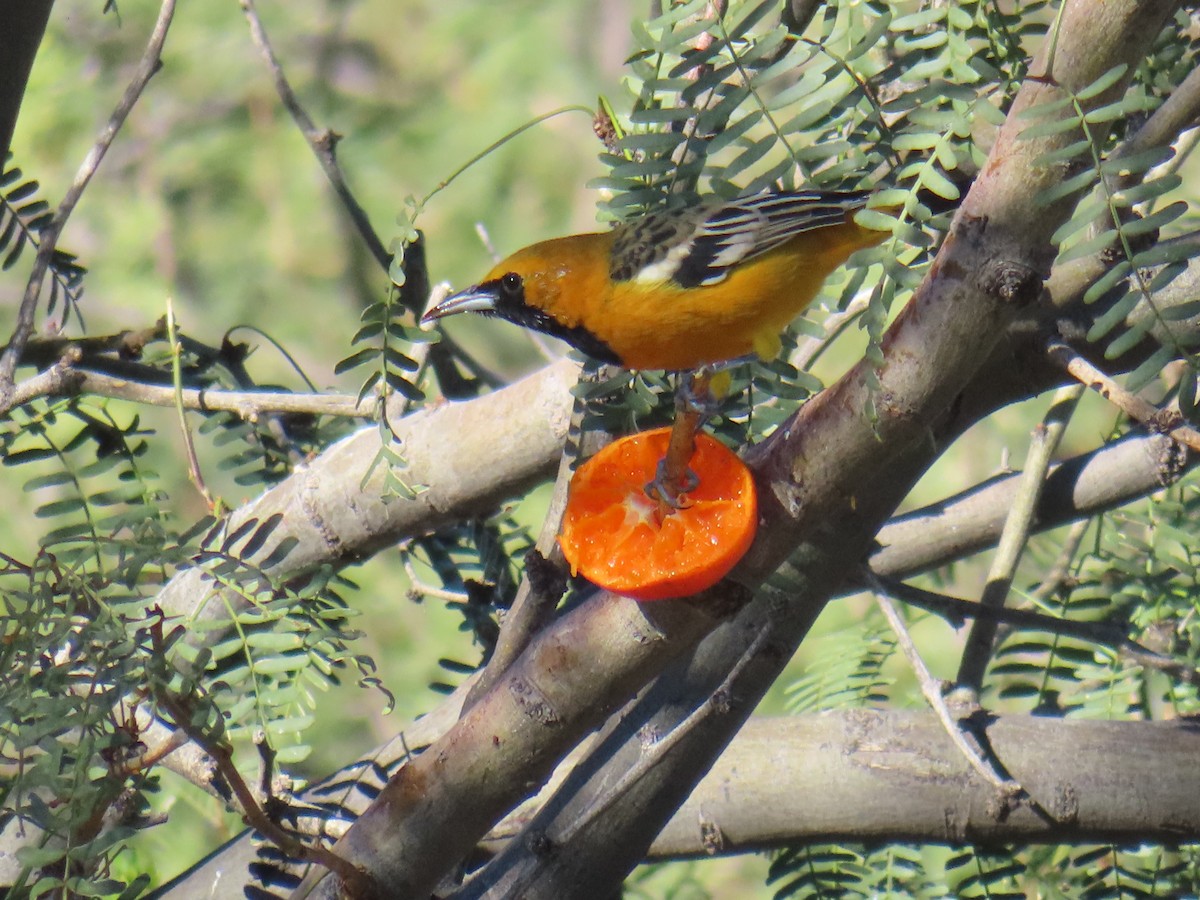 Oriole masqué - ML643679462