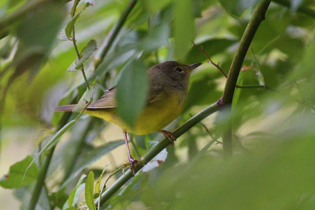 Mourning Warbler - ML643679470