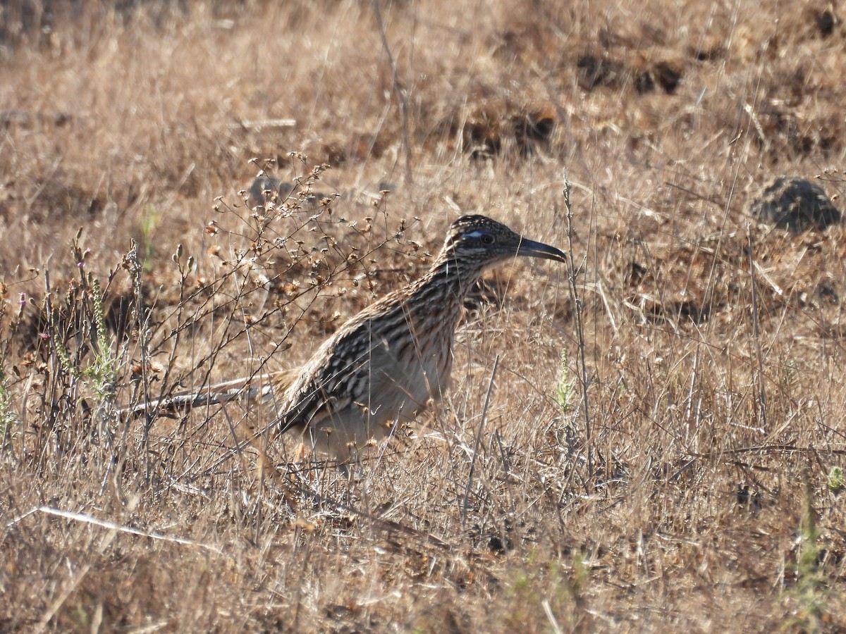 Greater Roadrunner - ML643679517