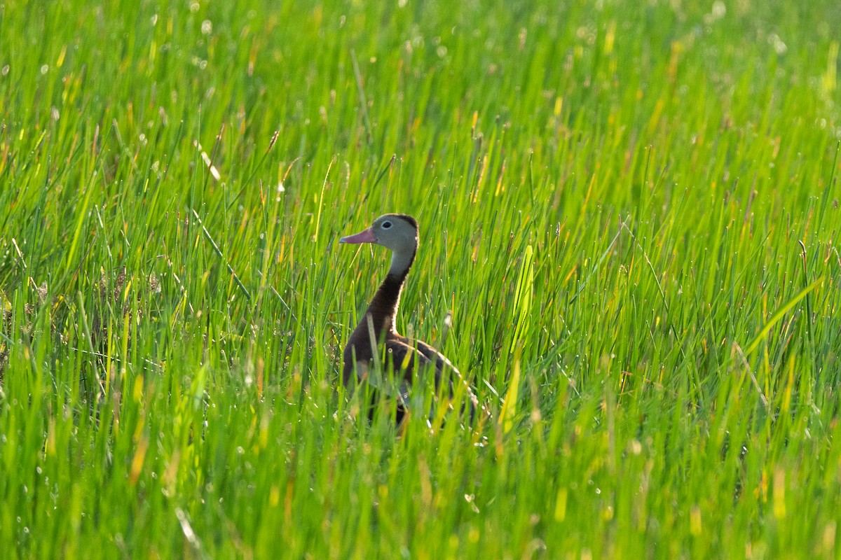 Black-bellied Whistling-Duck - ML643679529