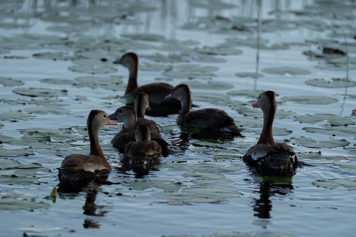 Black-bellied Whistling-Duck - ML643679530