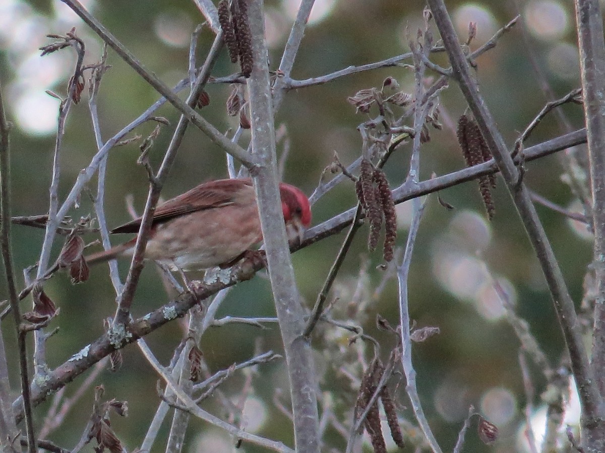 Purple Finch - ML643679539