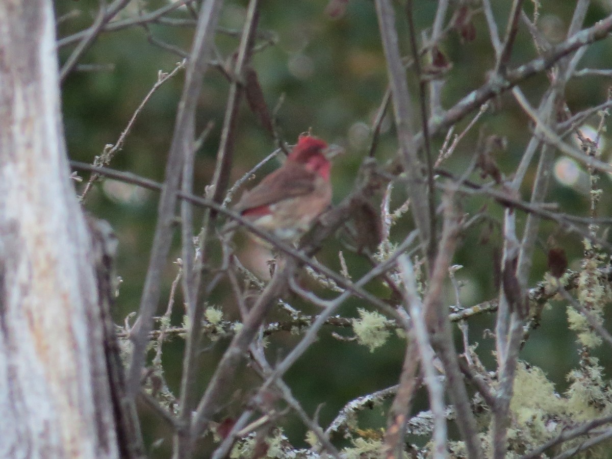 Purple Finch - ML643679540