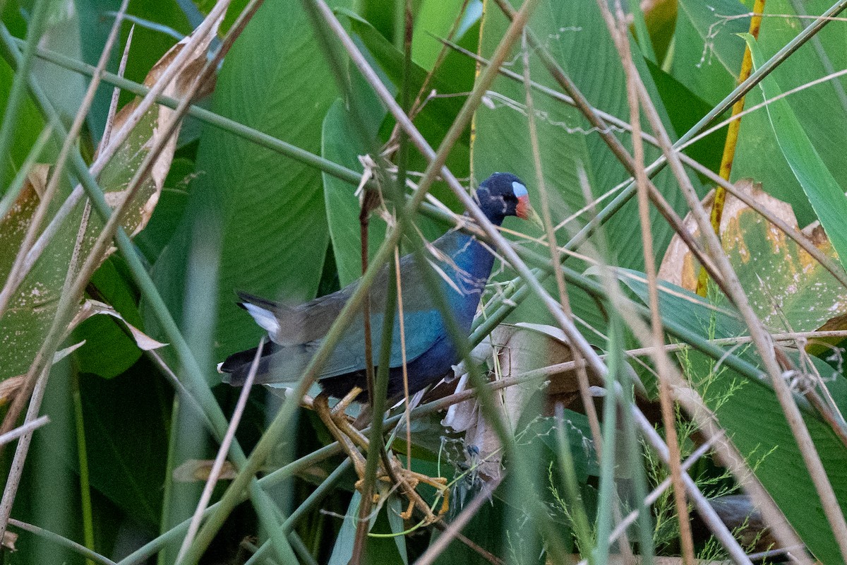 Purple Gallinule - ML643679542