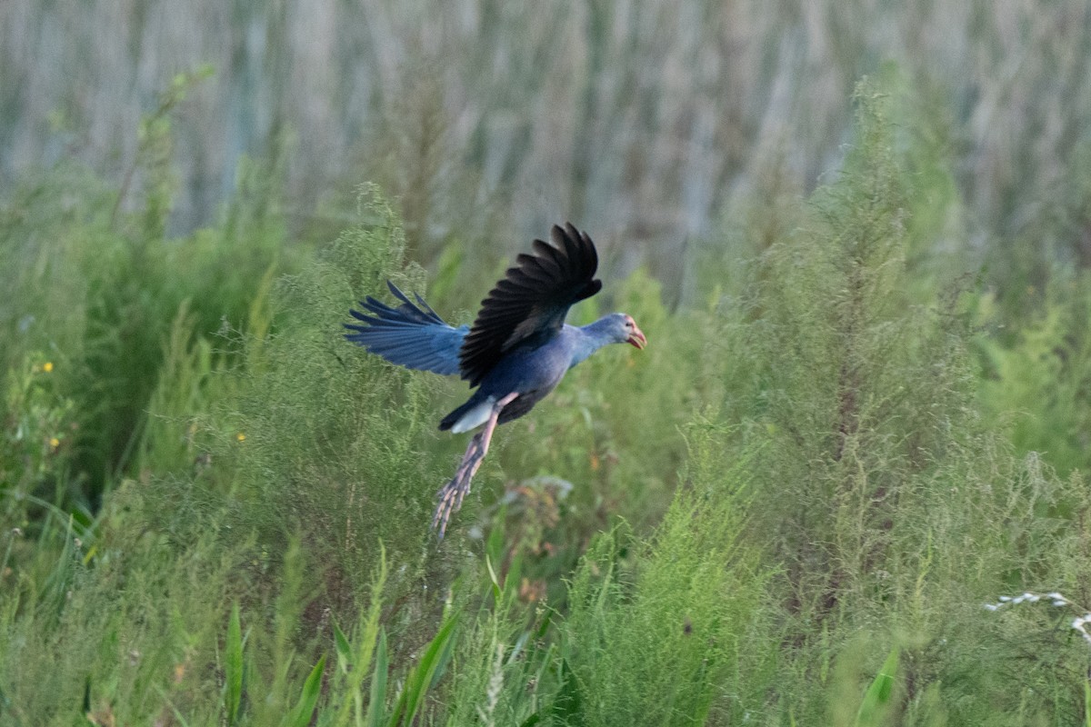Gray-headed Swamphen - ML643679549