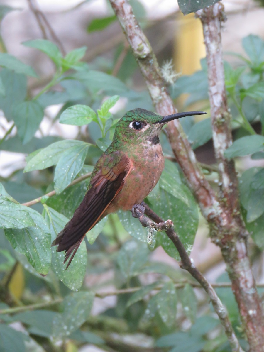 Fawn-breasted Brilliant - ML643679550