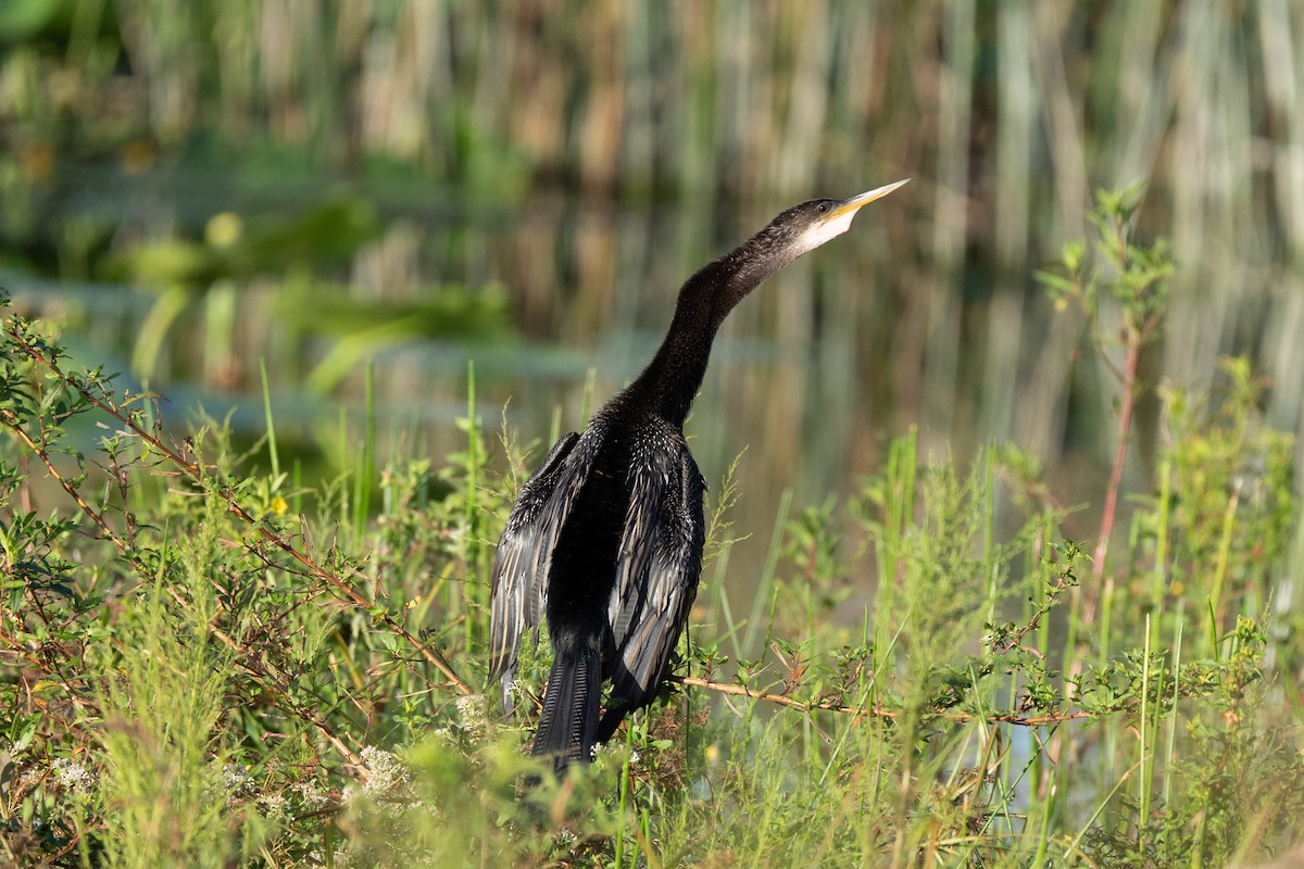Anhinga - ML643679553