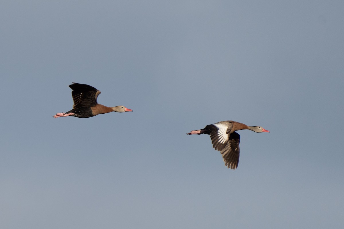 Black-bellied Whistling-Duck - ML643679554