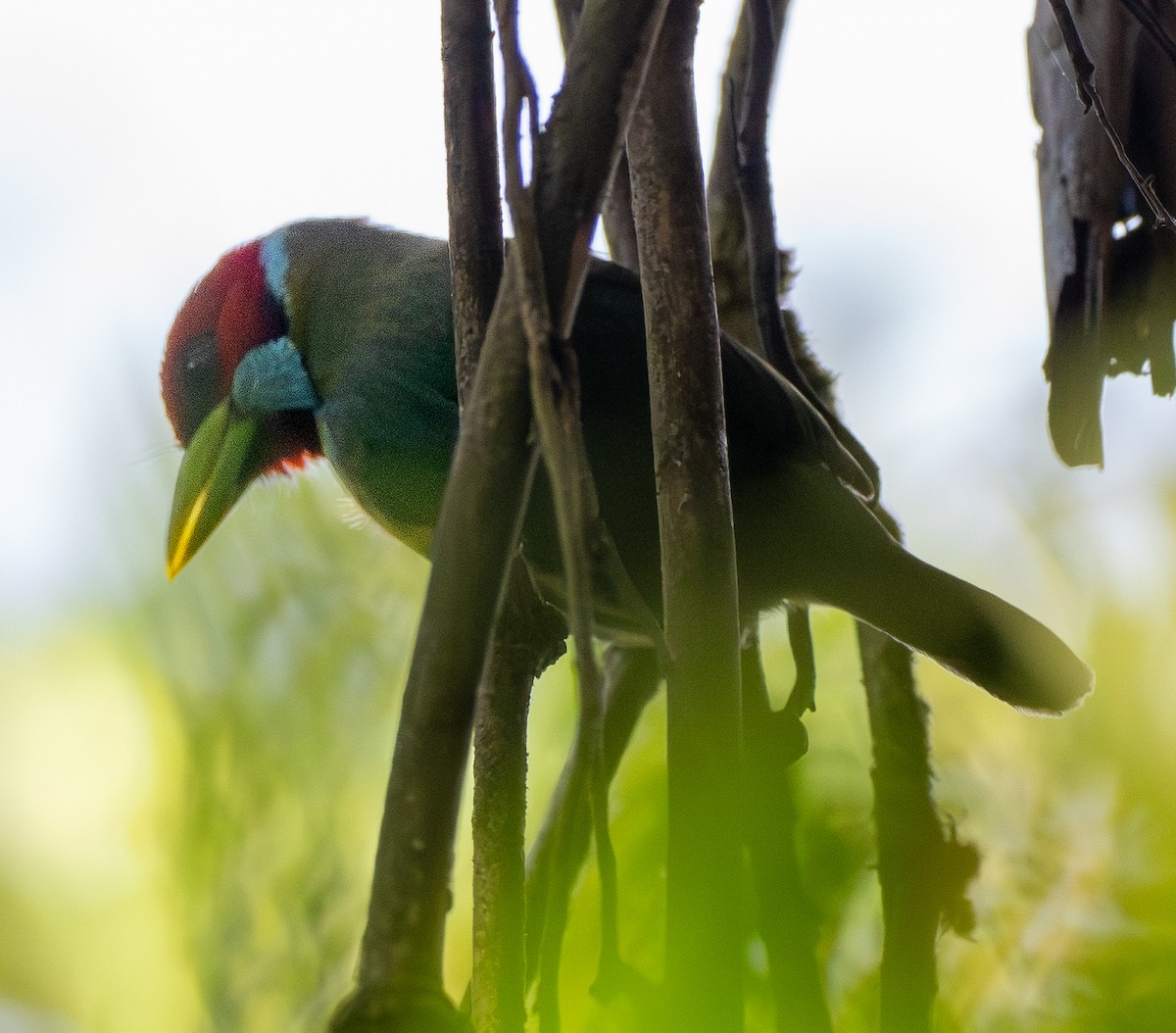 Versicolored Barbet - ML643679559