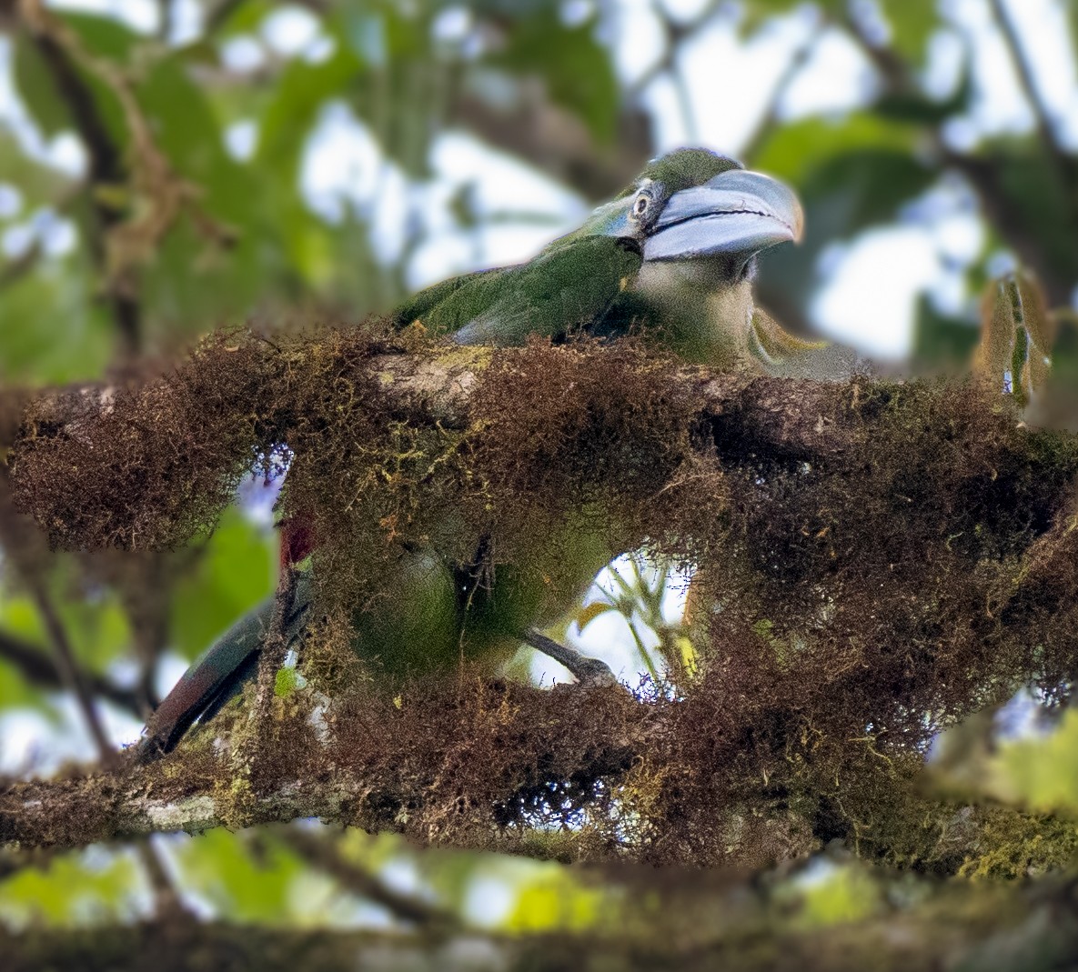 Blue-banded Toucanet - ML643679563