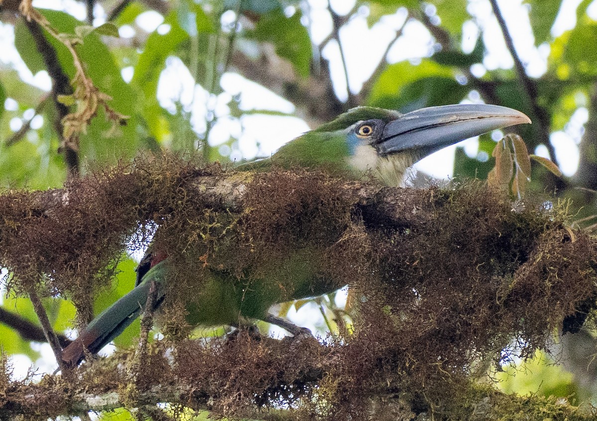 Blue-banded Toucanet - ML643679564
