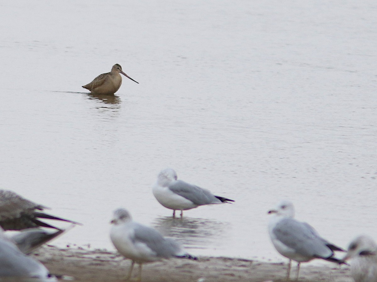 břehouš velký - ML643679565