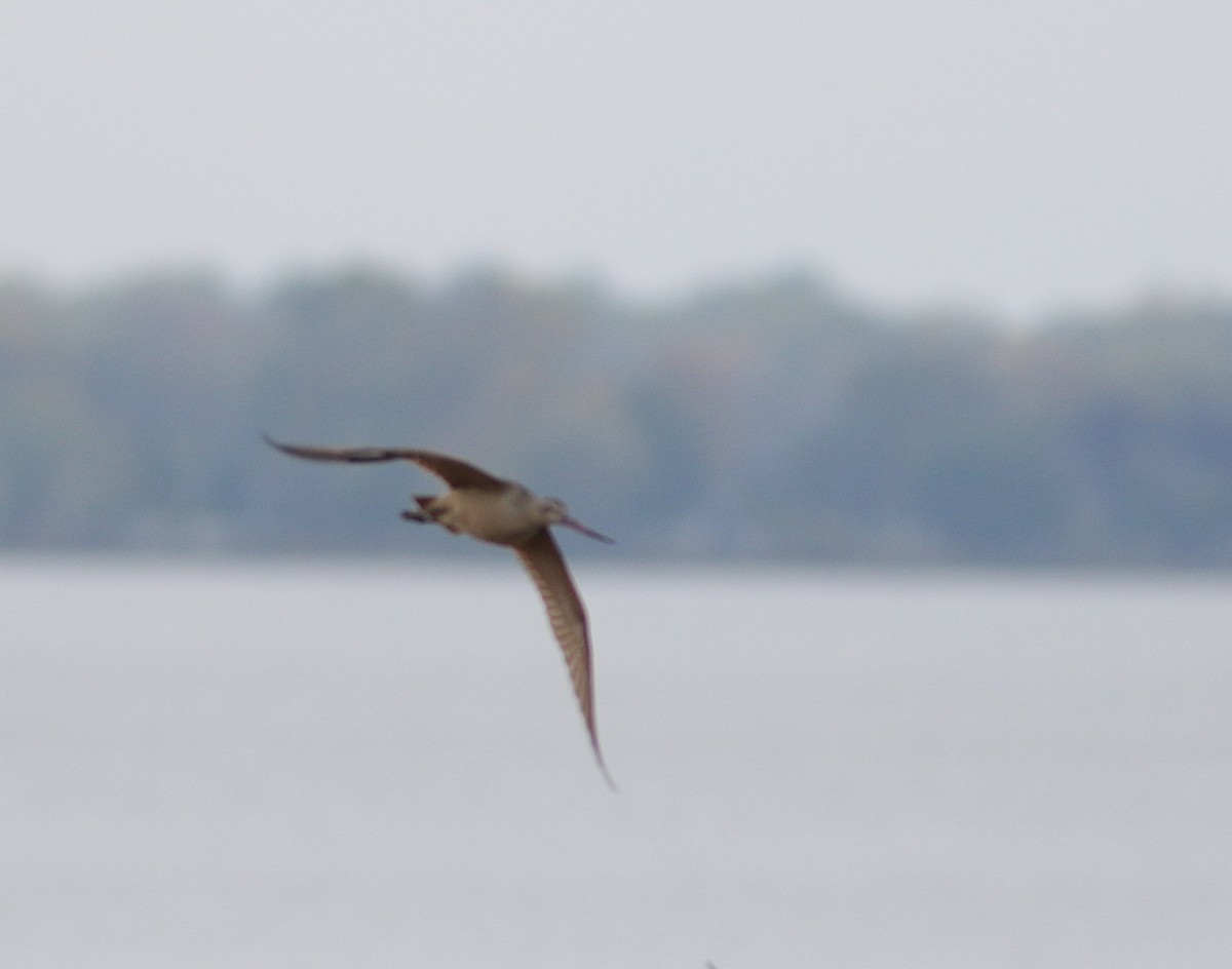 břehouš velký - ML643679566