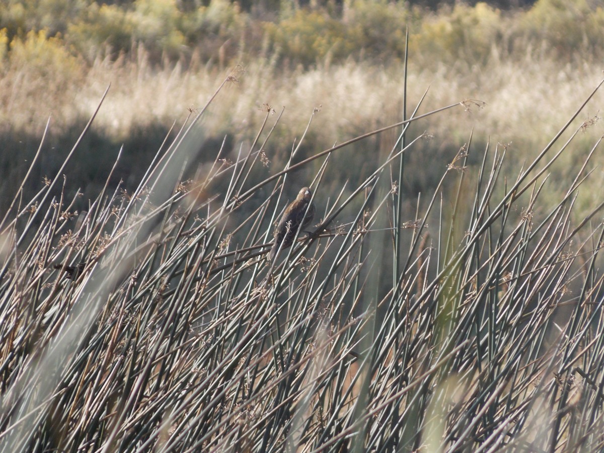 Red-winged Blackbird - ML643679568