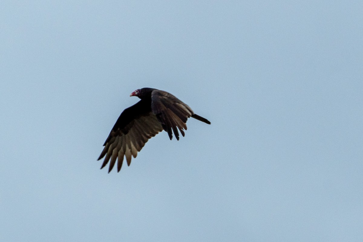 Turkey Vulture - ML643679569