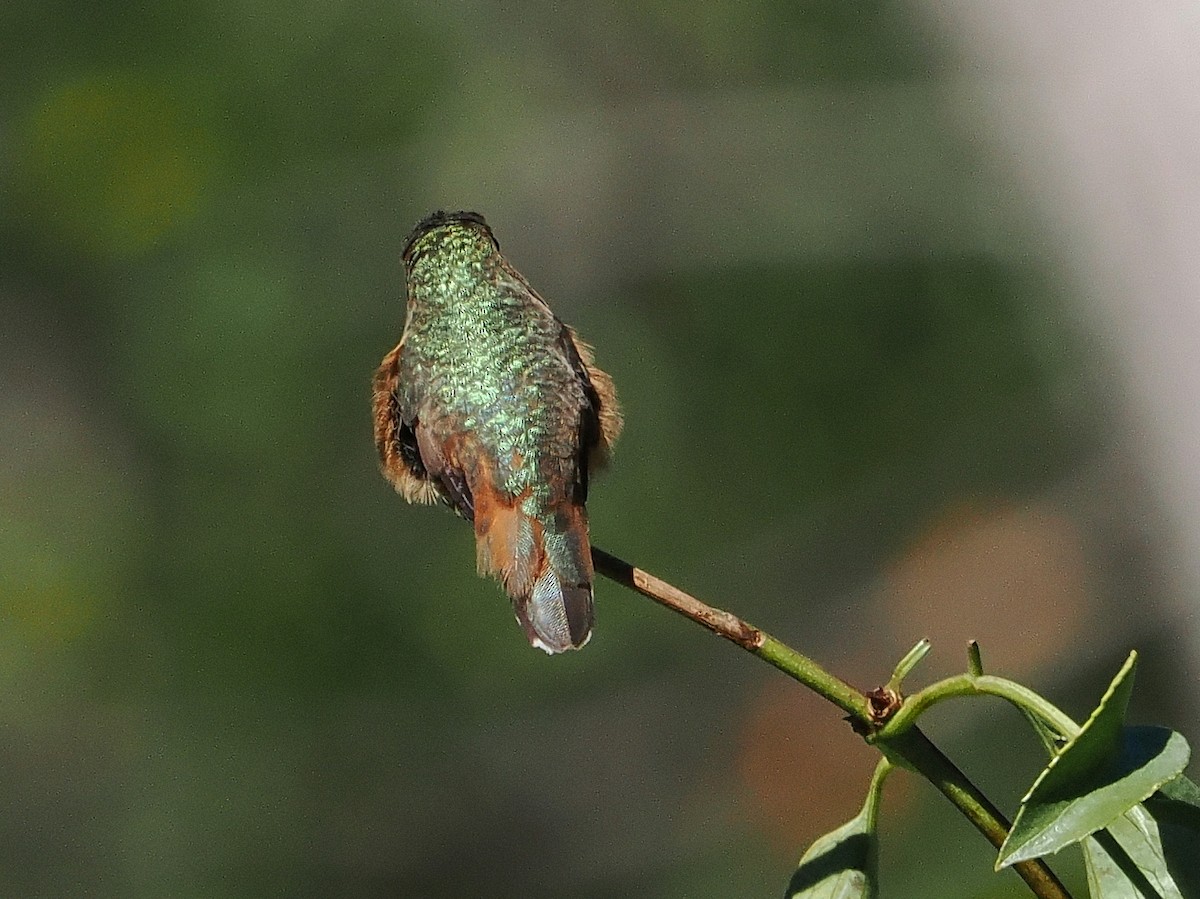 Allen's Hummingbird - ML643679574