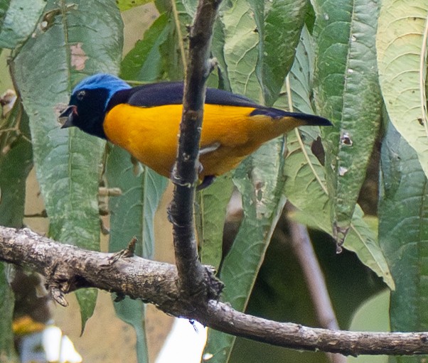 Golden-rumped Euphonia - ML643679576