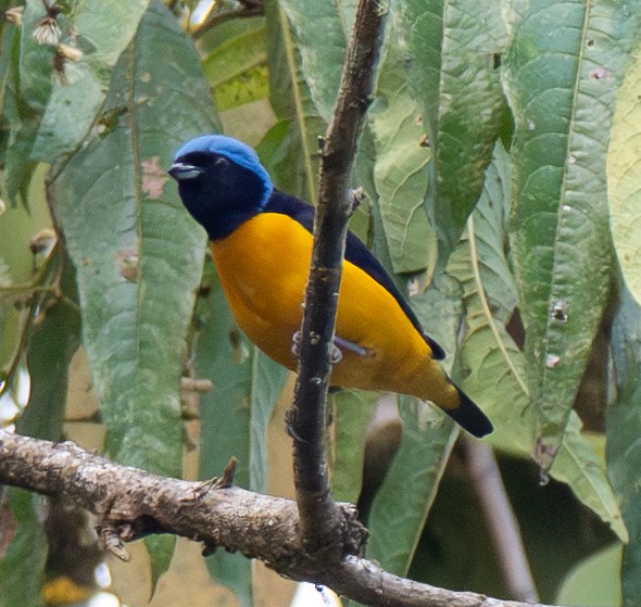 Golden-rumped Euphonia - ML643679577