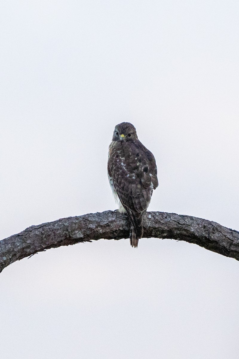 Broad-winged Hawk - ML643679582