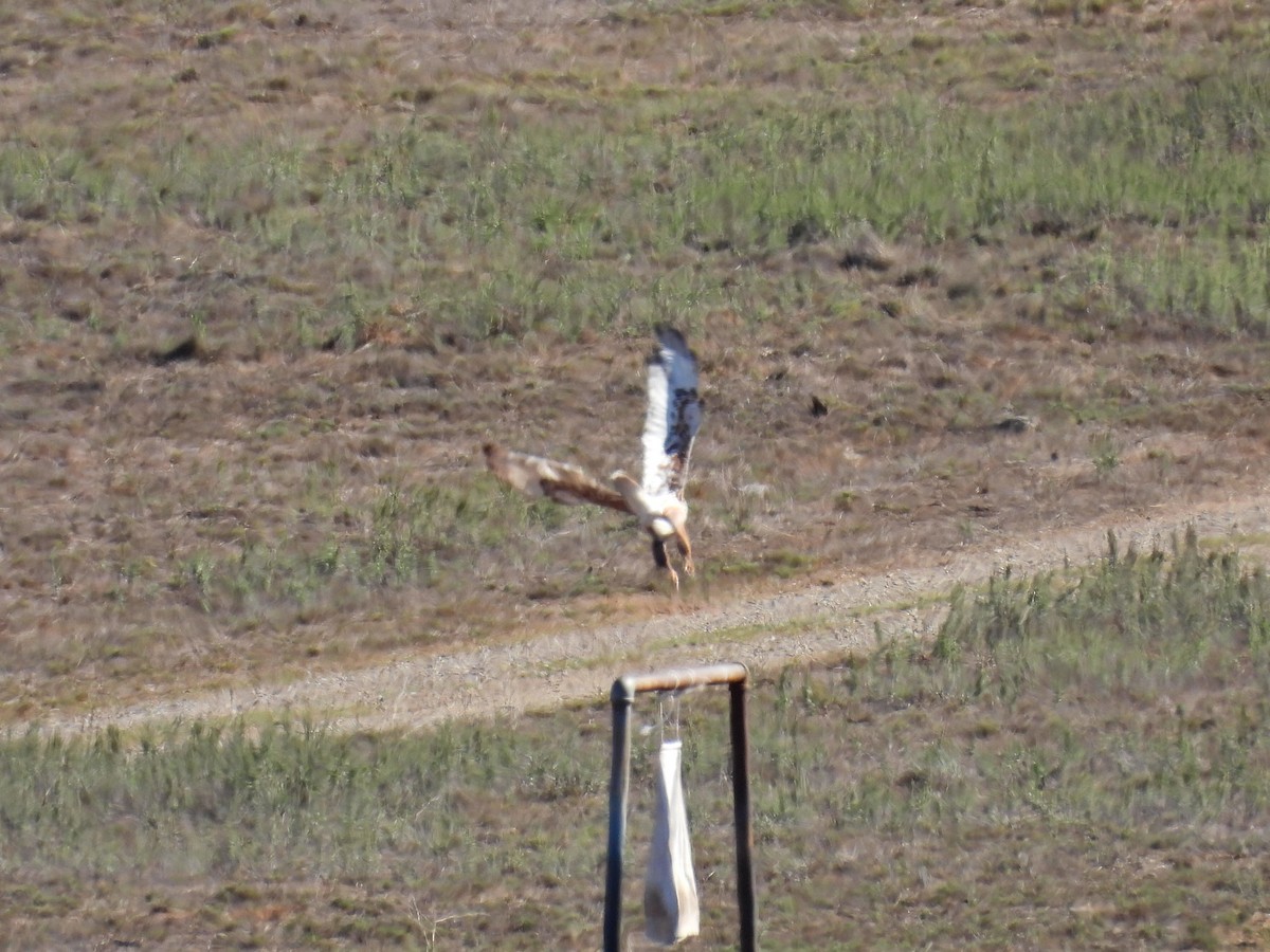 Ferruginous Hawk - ML643679589