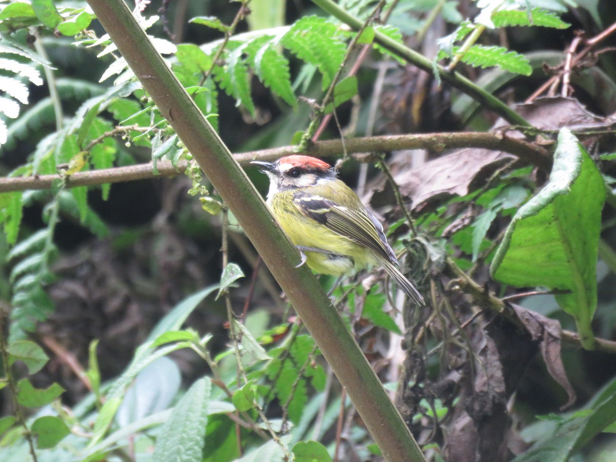 Rufous-crowned Tody-Flycatcher - ML643679593