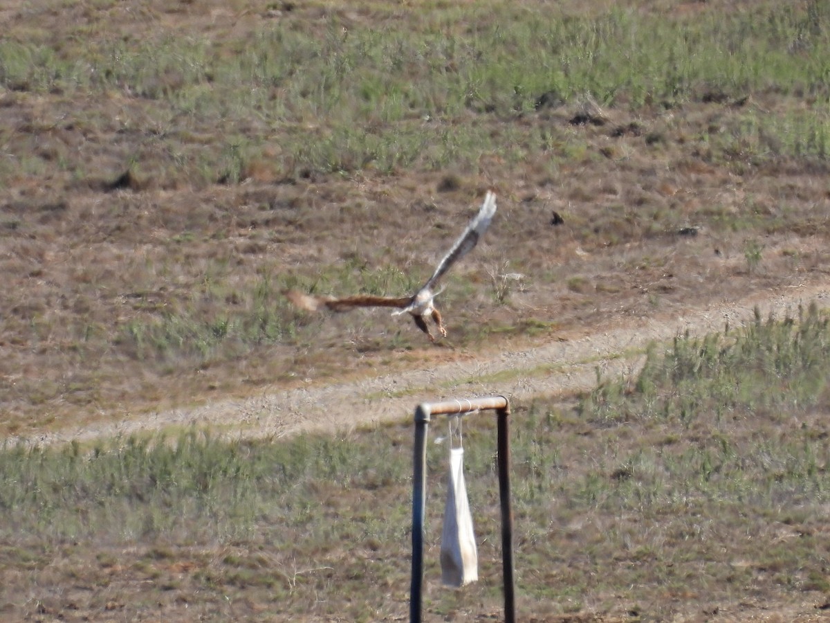 Ferruginous Hawk - ML643679594