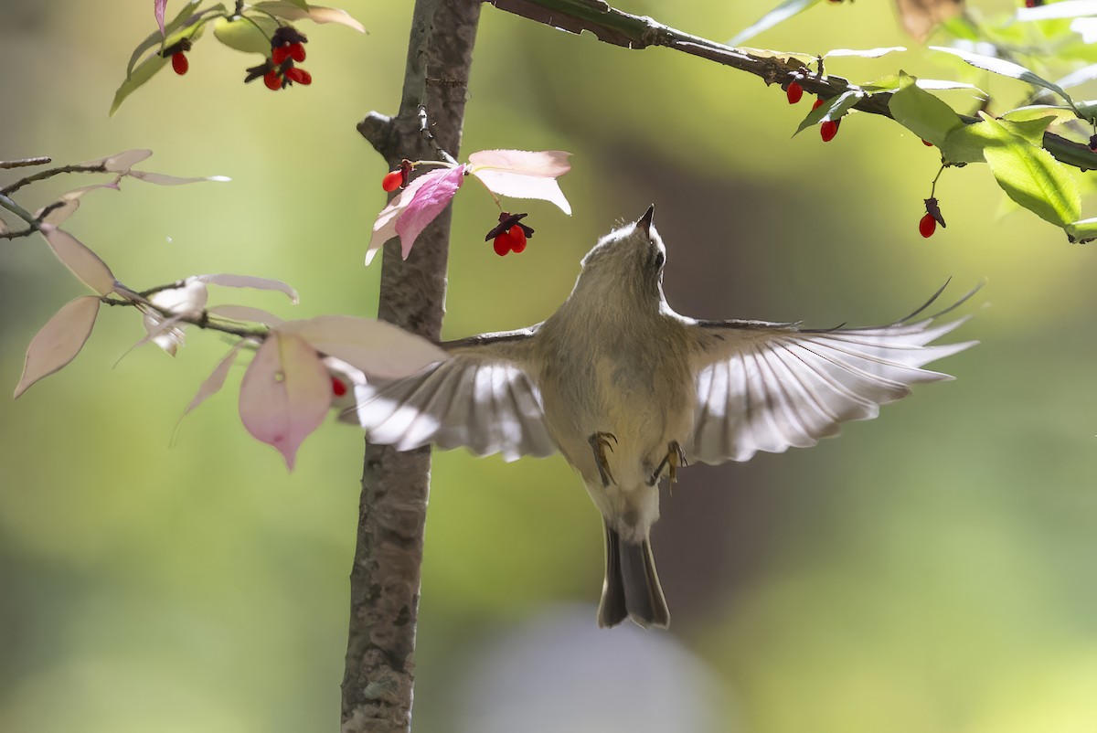 Ruby-crowned Kinglet - ML643679601