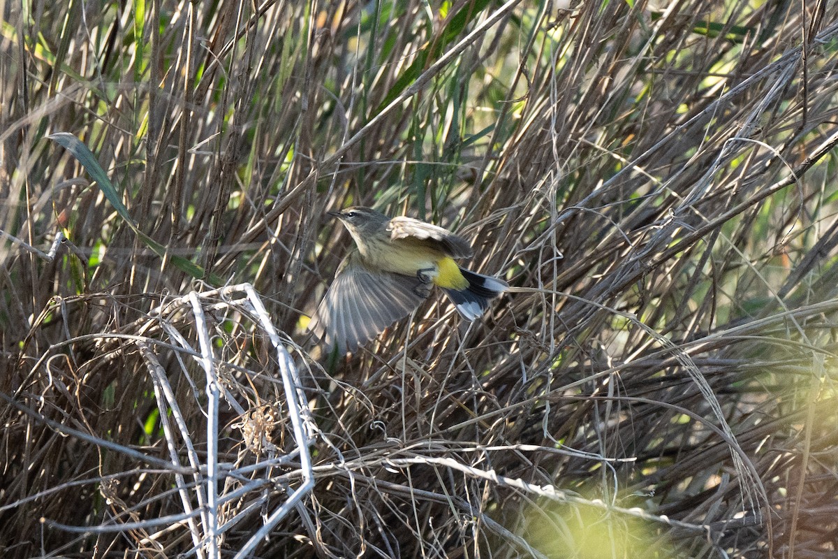 Palm Warbler - ML643679603