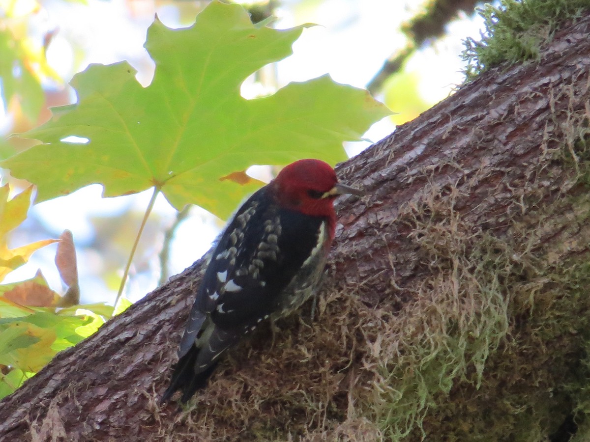 Red-breasted Sapsucker - ML643679604