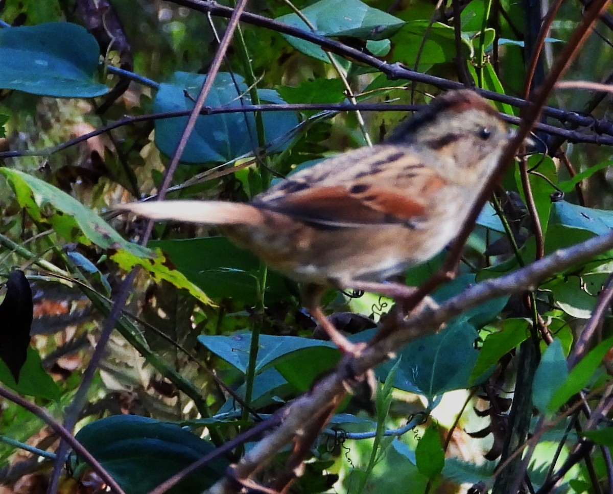 Swamp Sparrow - ML643679616