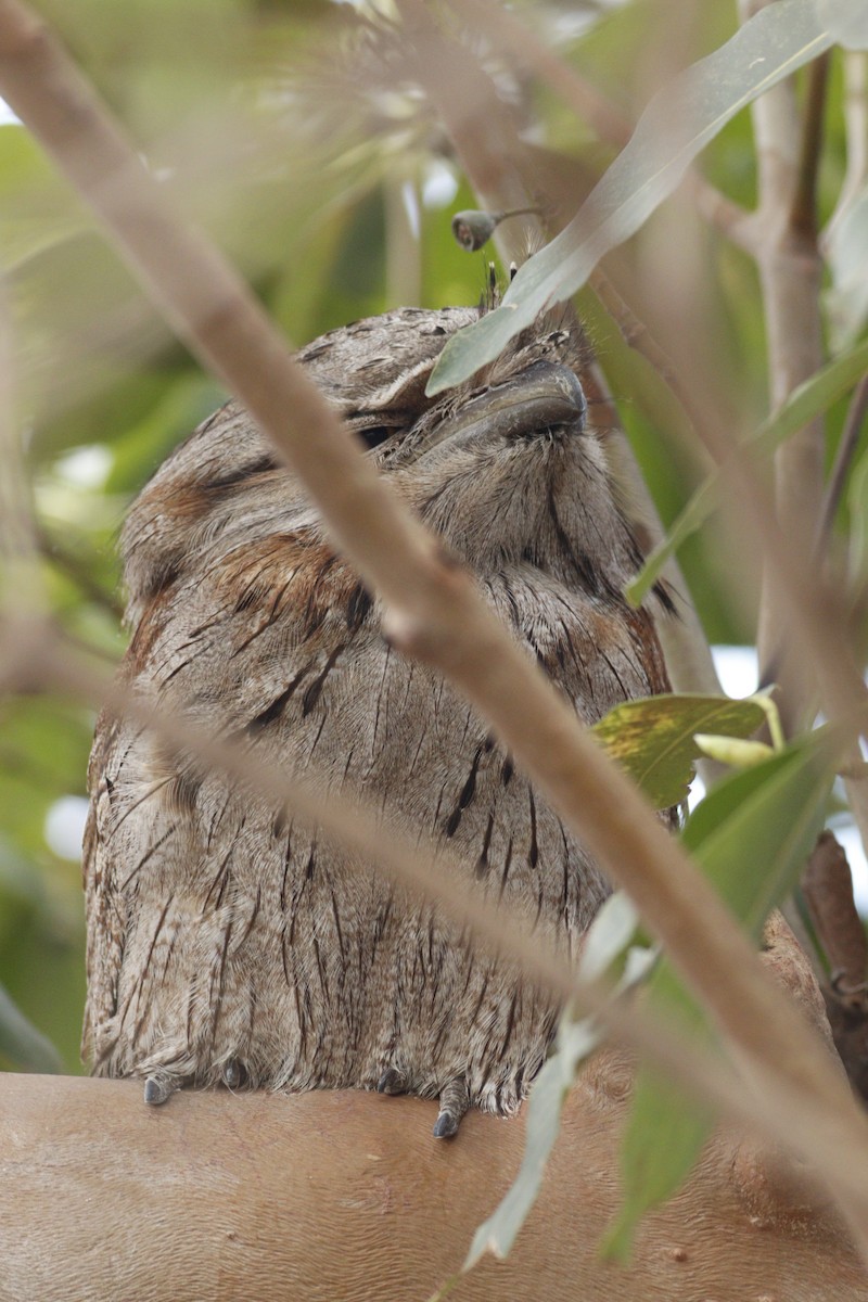 eBird Checklist - 1 Oct 2025 - Telarah - 1 species