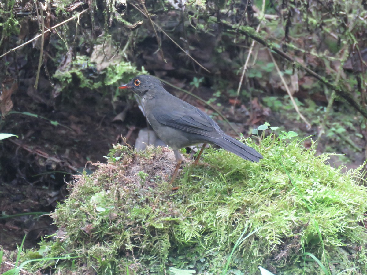 Slaty-backed Nightingale-Thrush - ML643679639