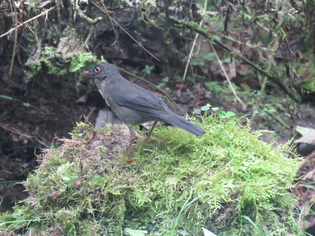 Slaty-backed Nightingale-Thrush - ML643679640