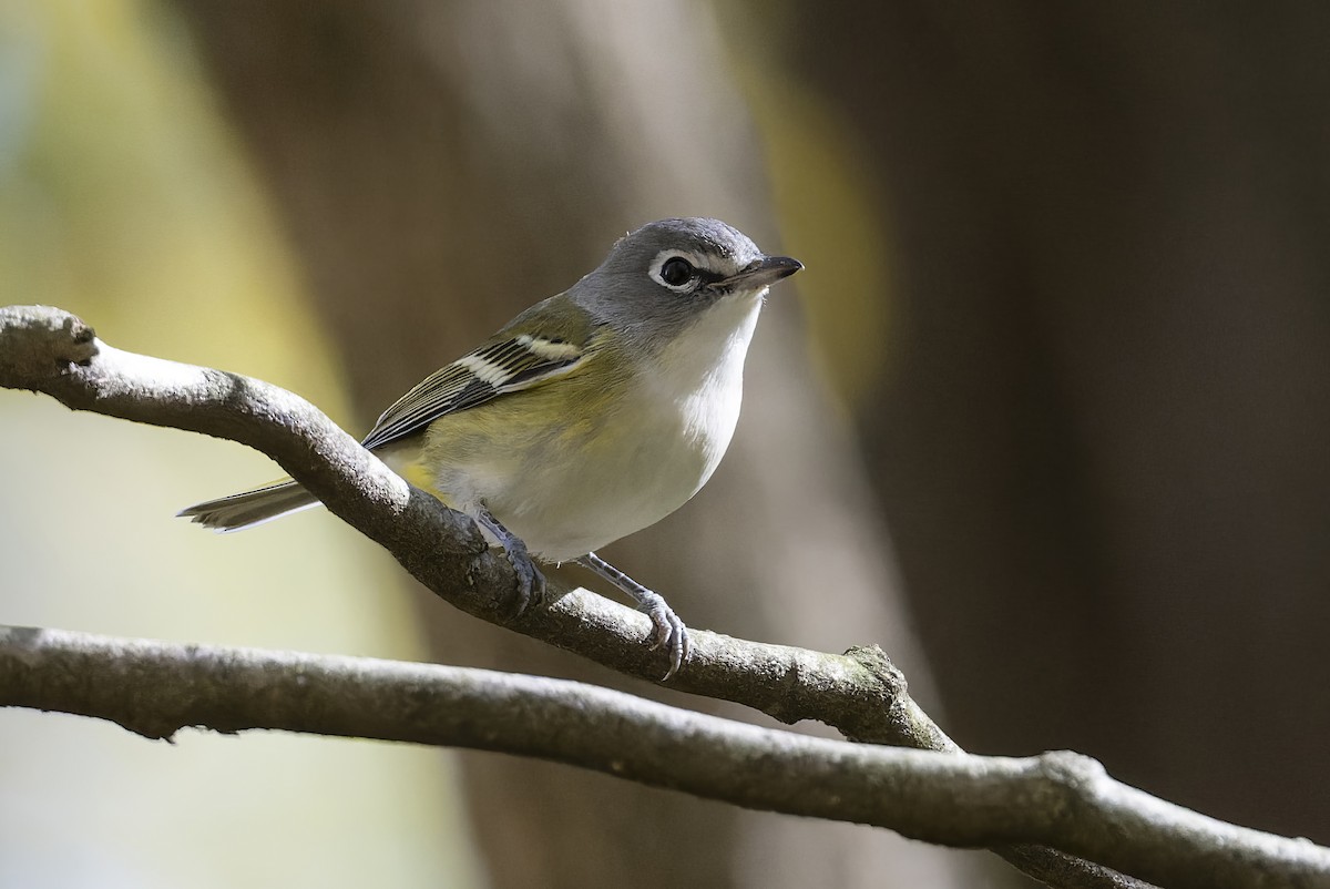 Blue-headed Vireo - ML643679652