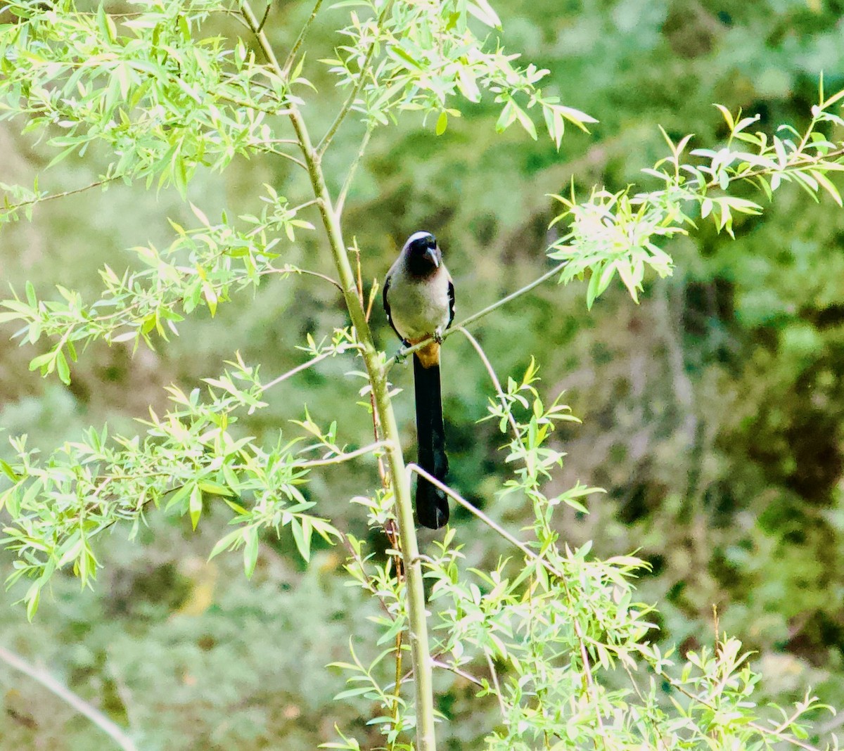 Gray Treepie - ML643679654