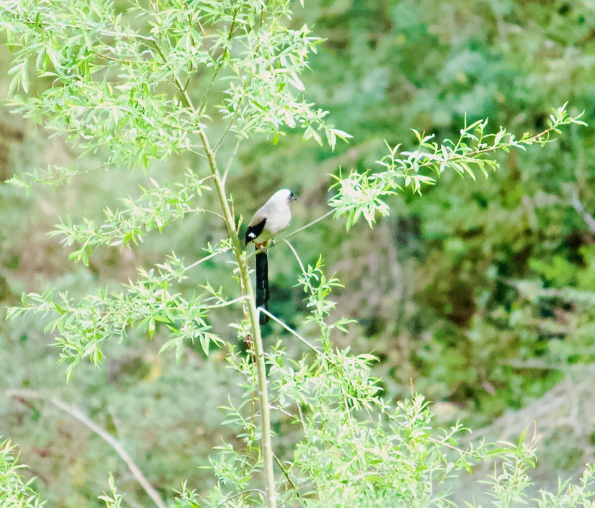 Gray Treepie - ML643679655
