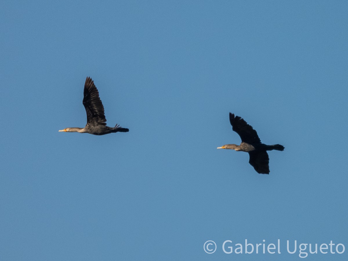 Double-crested Cormorant - ML643679656