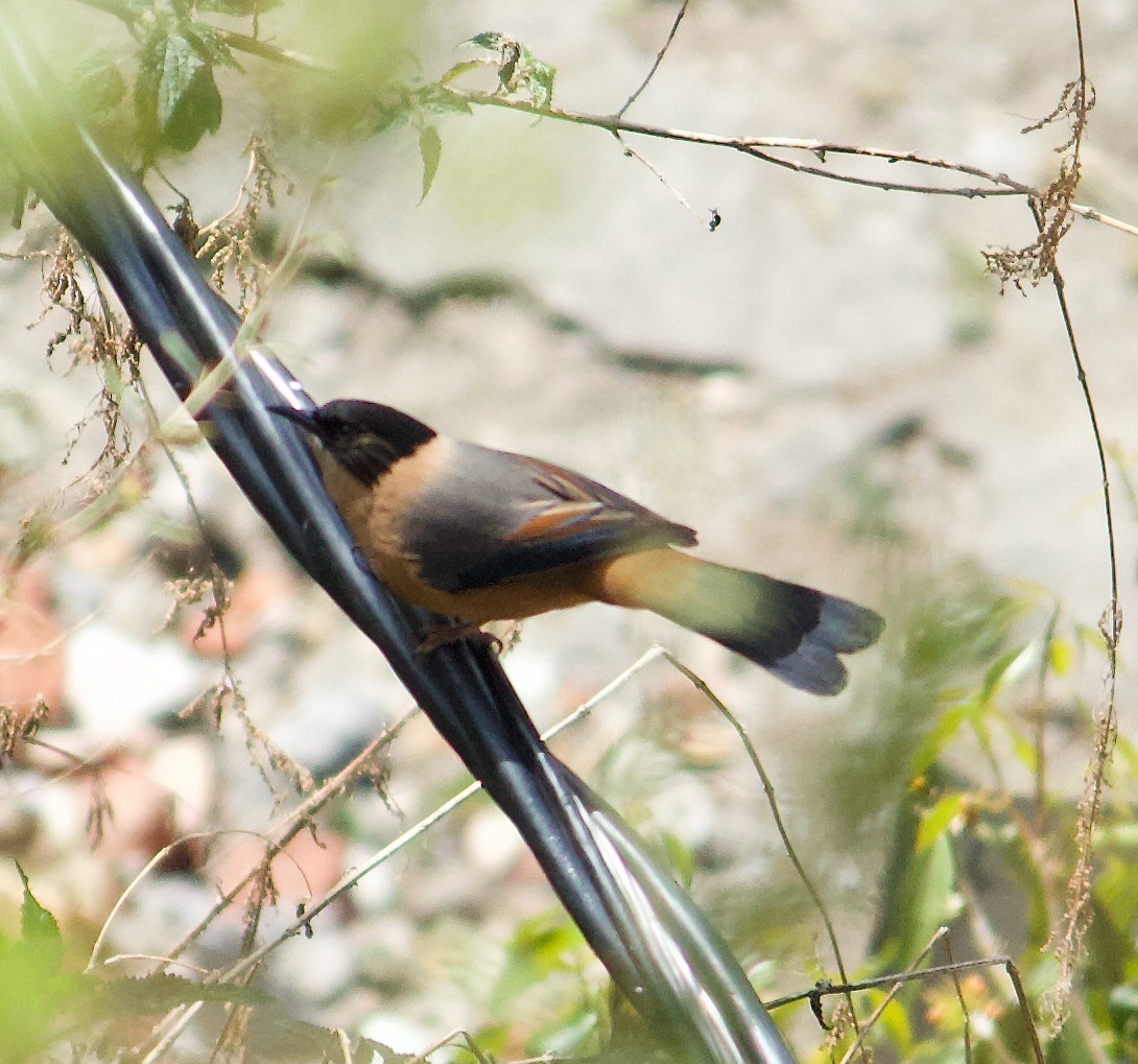 Rufous Sibia - ML643679670
