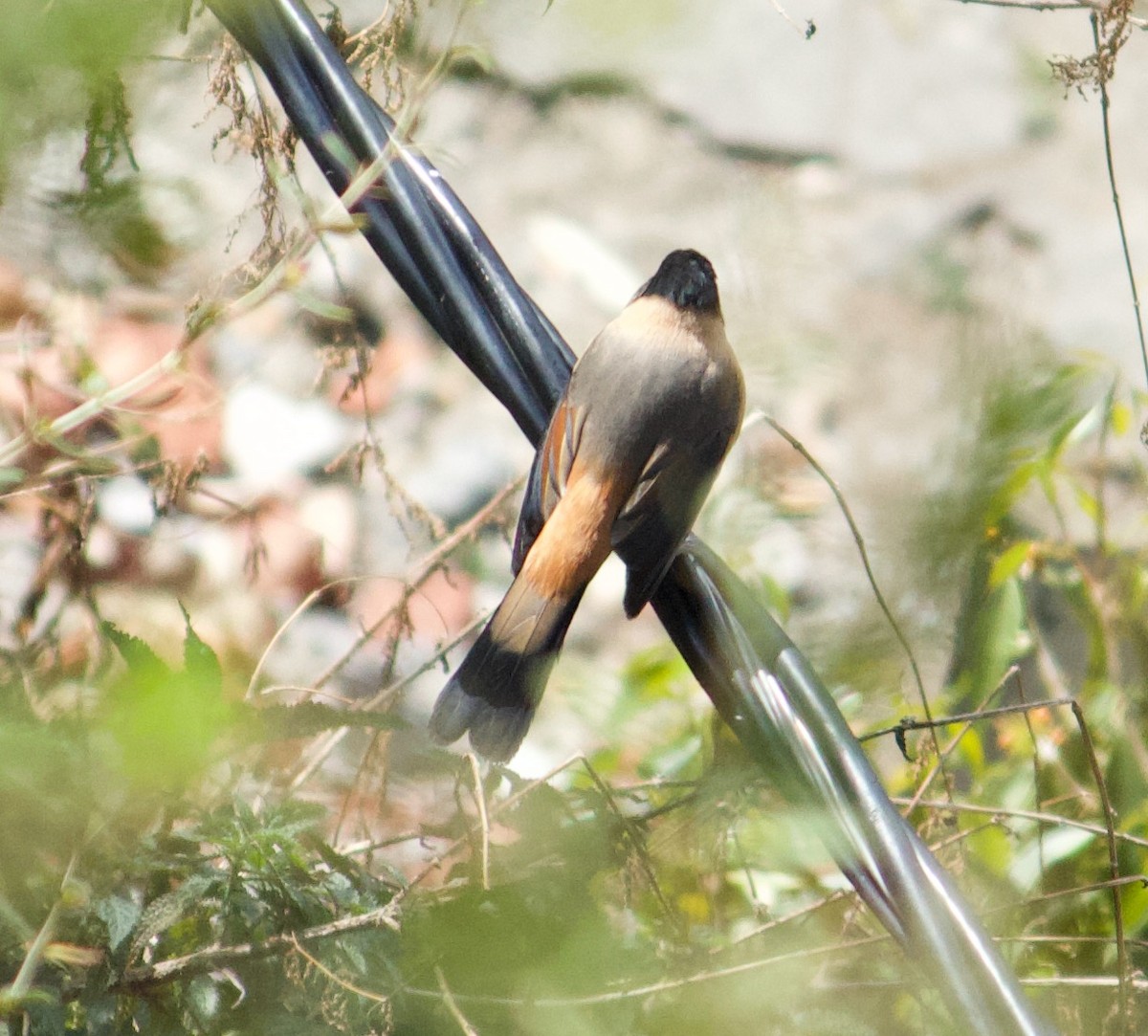 Rufous Sibia - ML643679671