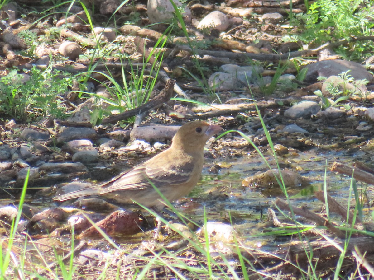 Blue Grosbeak - ML643679672