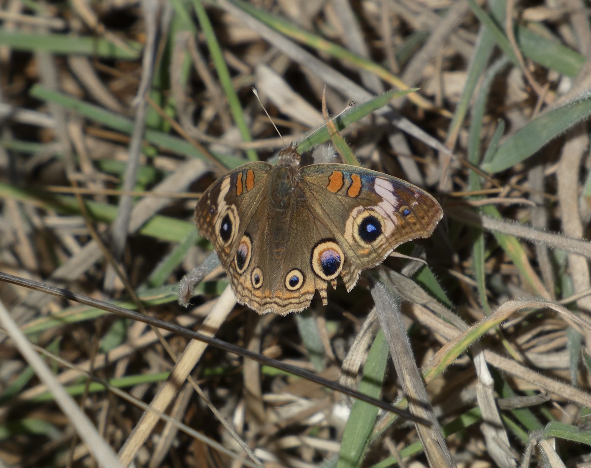 Gray Buckeye - ML643679675